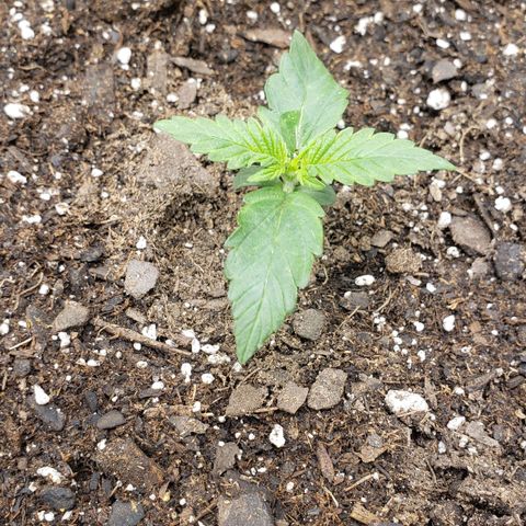 Nerve Gas growlog timeline photo