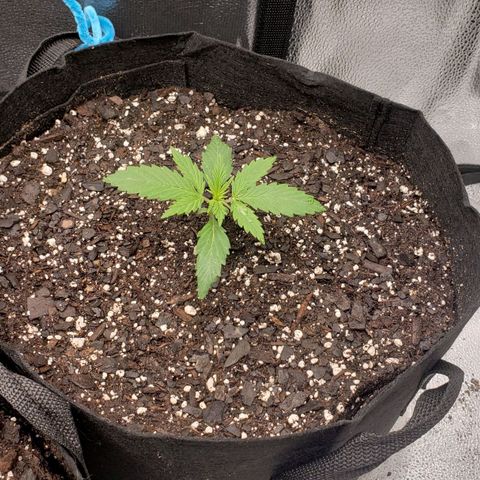 Auto Yeti growlog timeline photo