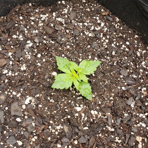 Northern Lights Auto growlog timeline photo