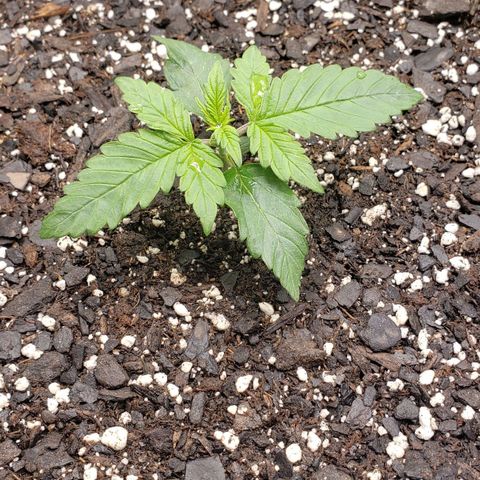 Nerve Gas growlog timeline photo