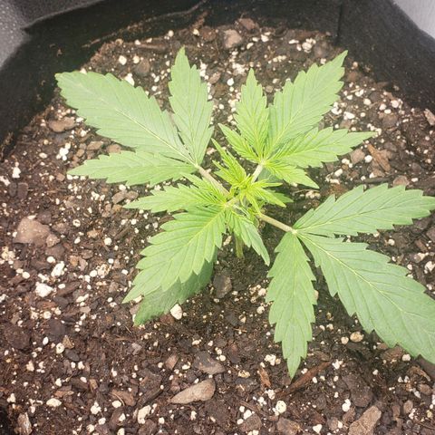 Auto Yeti growlog timeline photo