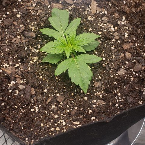 Northern Lights Auto growlog timeline photo