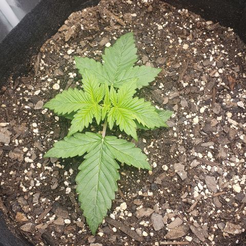 Nerve Gas growlog timeline photo