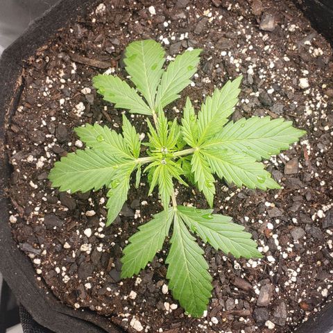 Auto Yeti growlog timeline photo