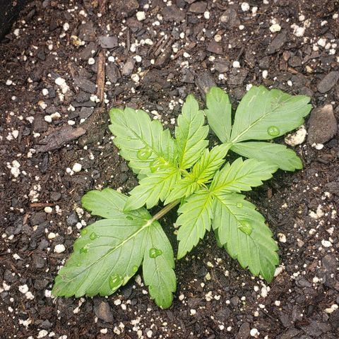 Northern Lights Auto growlog timeline photo