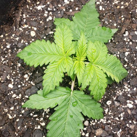 Nerve Gas growlog timeline photo