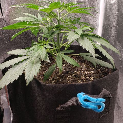 Auto Yeti growlog timeline photo