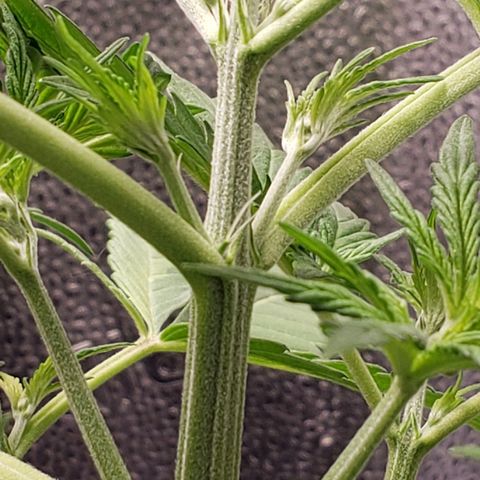 Auto Yeti growlog timeline photo