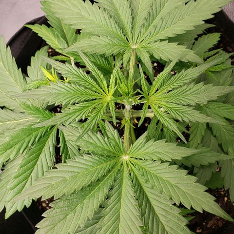 Auto Yeti growlog timeline photo