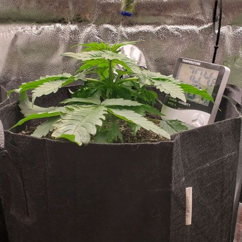 Nerve Gas growlog timeline photo