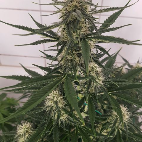 1. Holy Mary growlog timeline photo