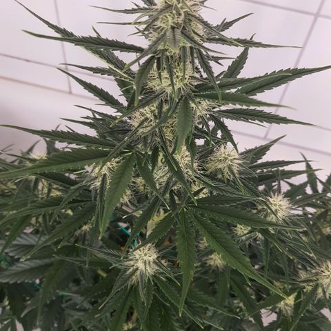 1. Holy Mary growlog timeline photo