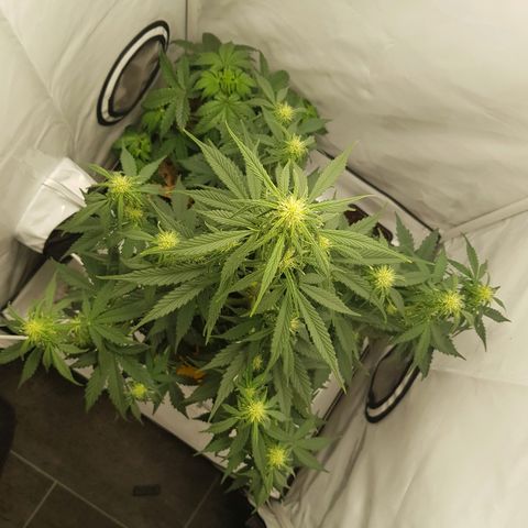 1. Holy Mary growlog timeline photo