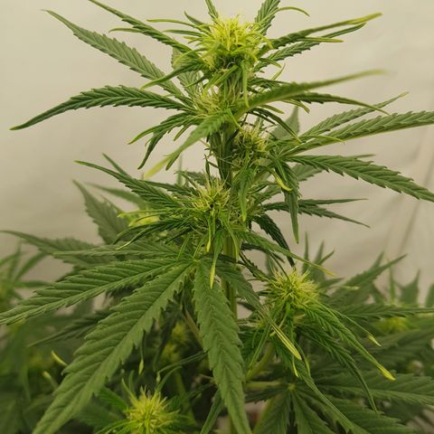 1. Holy Mary growlog timeline photo