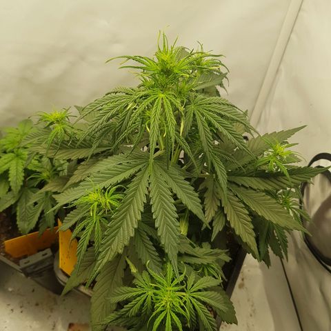 1. Holy Mary growlog timeline photo