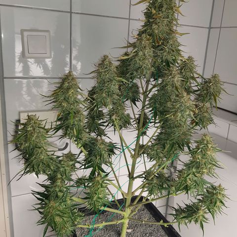 1. Holy Mary growlog photo: Headbud geerntet 🎉🎊 inkl. 4 Hauptnodien