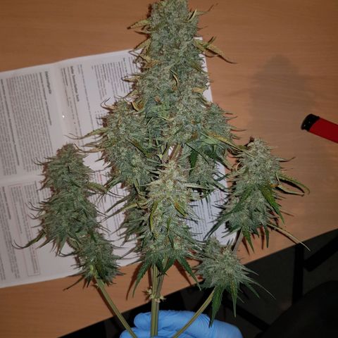 1. Holy Mary growlog photo: Headbud geerntet 🎉🎊 inkl. 4 Hauptnodien