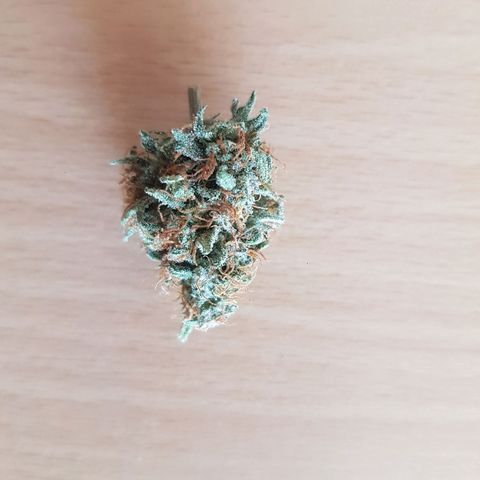 Foto 1 do growlog de 1. Holy Mary