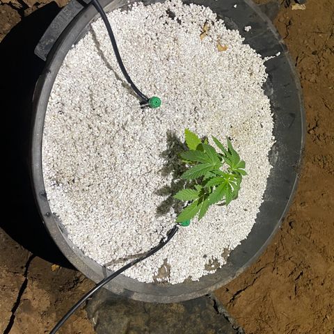 Bushy V.2 growlog timeline photo