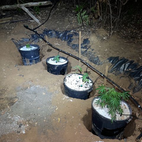 Bushy V.2 growlog timeline photo