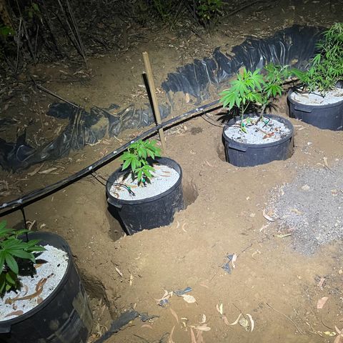 Bushy V.2 growlog timeline photo