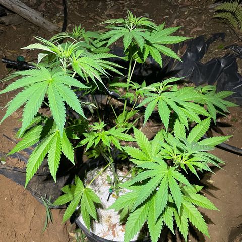 Bushy V.2 growlog timeline photo