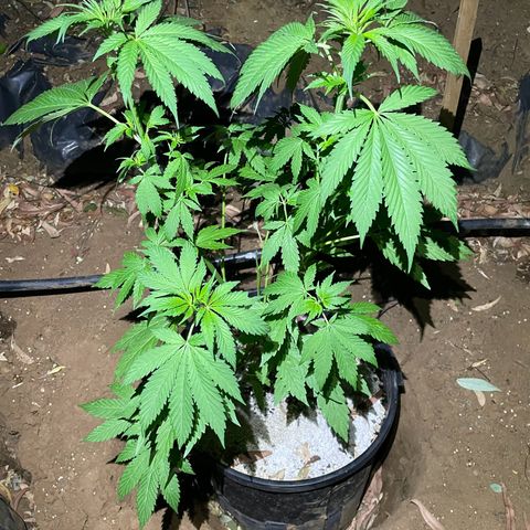 Bushy V.2 growlog timeline photo