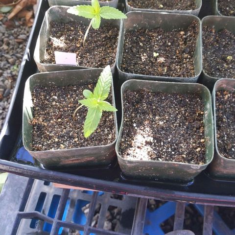 Alenuihāhā growlog timeline photo