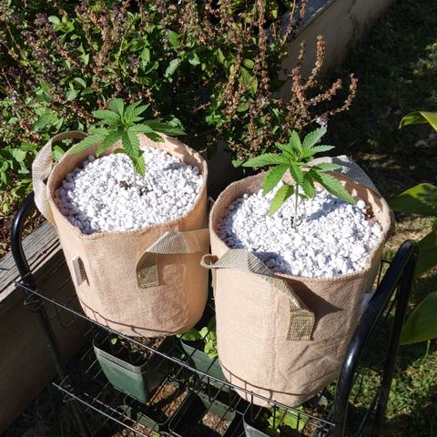 Alenuihāhā growlog timeline photo