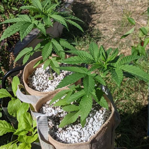 Alenuihāhā growlog timeline photo
