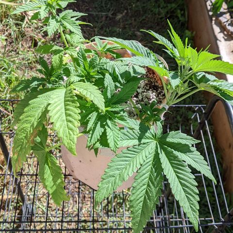 Alenuihāhā growlog timeline photo