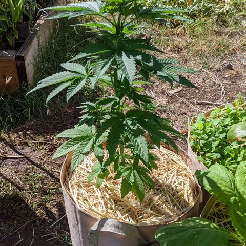 Alenuihāhā growlog photo: 5 gal pot