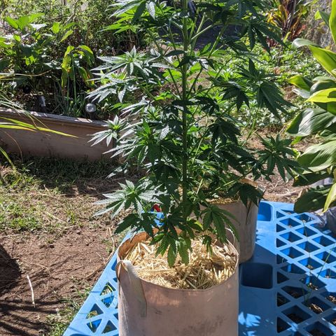 Alenuihāhā growlog timeline photo