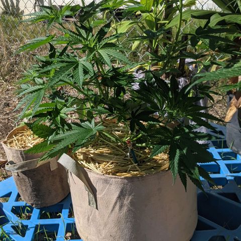 Alenuihāhā growlog timeline photo
