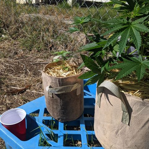 Alenuihāhā growlog timeline photo