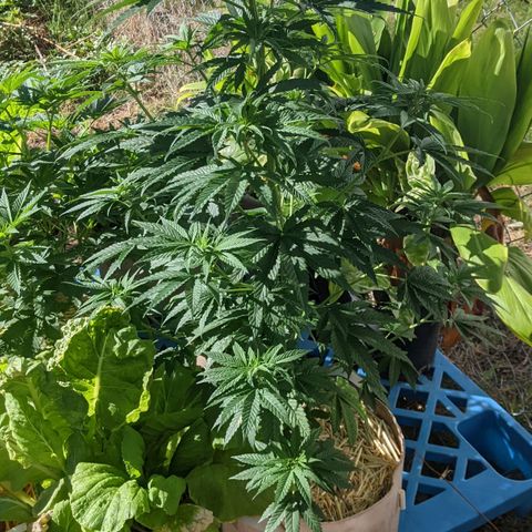 Alenuihāhā growlog timeline photo