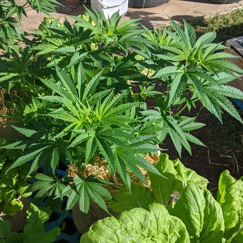 Alenuihāhā growlog timeline photo
