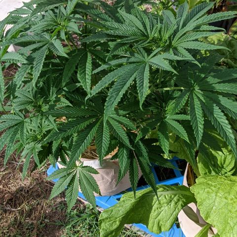 Alenuihāhā growlog timeline photo