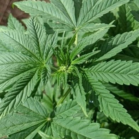 Alenuihāhā growlog timeline photo