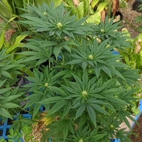 Alenuihāhā growlog timeline photo