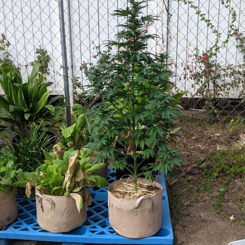 Alenuihāhā growlog timeline photo