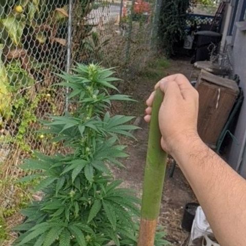 Alenuihāhā growlog timeline photo