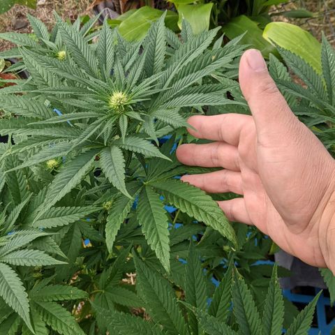 Alenuihāhā growlog timeline photo