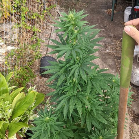 Alenuihāhā growlog timeline photo