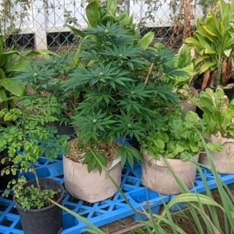 Alenuihāhā growlog timeline photo