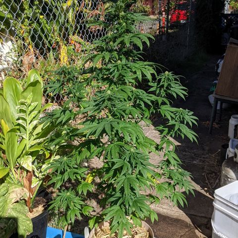 Alenuihāhā growlog timeline photo
