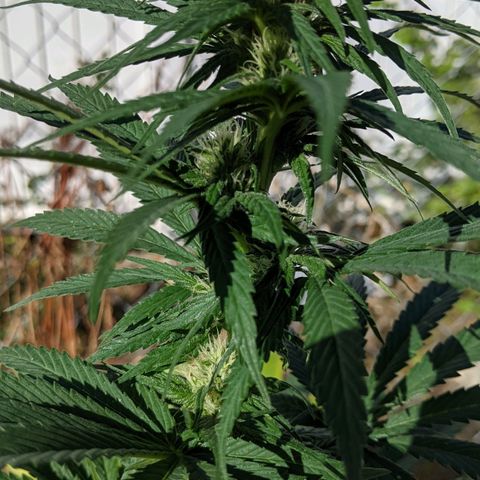 Alenuihāhā growlog timeline photo