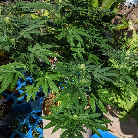 Alenuihāhā growlog timeline photo