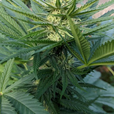 Alenuihāhā growlog timeline photo