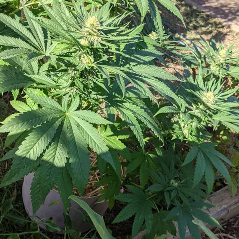 Alenuihāhā growlog timeline photo